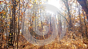 The bright autumn sun shines through the branches of trees in an oak forest