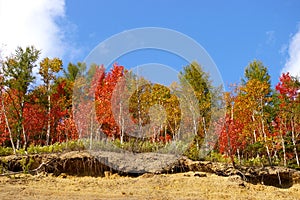 The Bright autumn tree on breakaway.