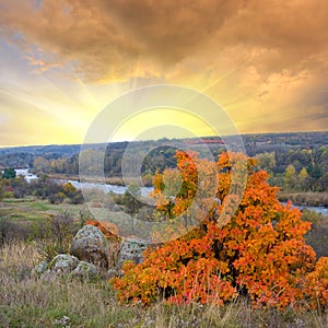 Bright autumn tree on red sunset background