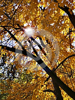 Bright, autumn tree with yellow leaves in the sun