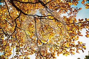 Bright autumn yellow and green oak leaves on branches in the sun against the blue sky, structure