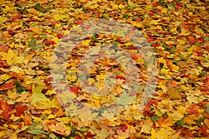 Bright autumn yellow orange red leaves on earth