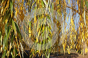 Bright autumnal foliage of weeping willow against blue sky