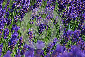 Bright background from blooming lavender in summer