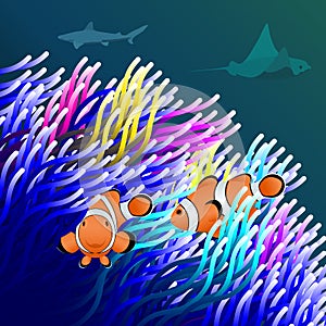 Bright background with clown fish and sea anemone for pet shop and aquarium photo