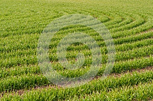 Bright background juicy, green wheat sown in field, cereal plants outdoors, agriculture, agronomy.