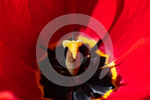 Bright background made of close up photo of red blooming opened red, black, yellow colored tulip flower