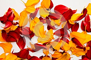 Bright background of red and yellow petals for the design