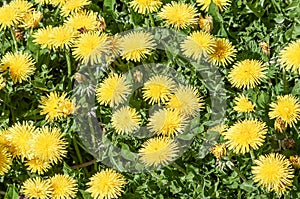Bright background with yellow dandelion flowers
