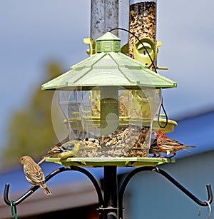 Bright Backyard Birds on Feeder