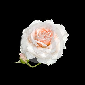 Bright beautiful black rose