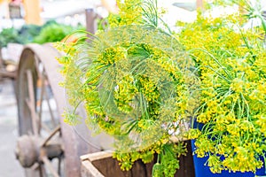 Bright, beautiful, blooming and yellow dill flowers being sold as an herb ingredient at a farm stand farmer`s market. Flowers ar
