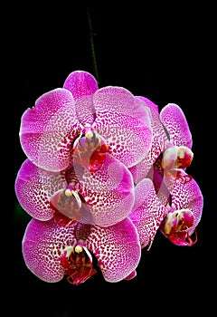 Bright and beautiful bunch of phalaenopsis blume orchids photo