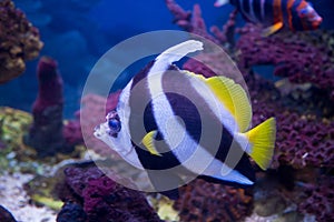 Bright beautiful butterfly Fish long-finned pennant, Heniochus acuminatus, swims in the aquarium. Marine life