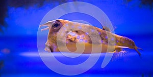 Bright beautiful butterfly Fish long-finned pennant, Heniochus acuminatus, swims in the aquarium. Marine life