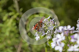 Bright, beautiful butterfly Peacock Eye