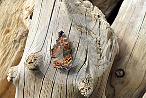 Bright beautiful butterfly sitting on the trunk of a dry tree