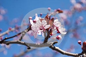 Bright and beautiful cherry tree flower. Spring time season.