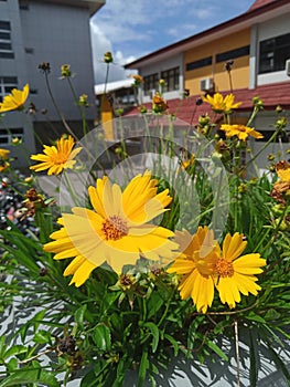 Bright beautiful Coreopsis lanceolata flower