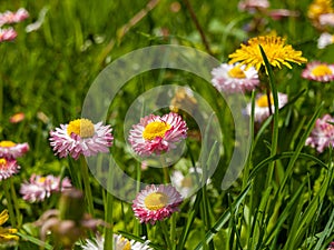 Bright beautiful daisy flowers, small multi-colored, close-up, summer mood, sunny