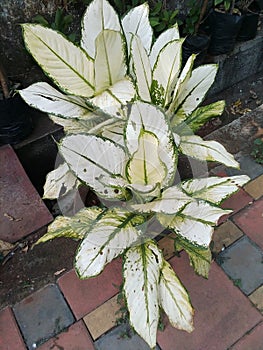 A Bright And Beautiful Dicotyledon Plant photo