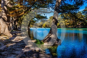 Bright Beautiful Fall Foliage on the Crystal Clear Frio River.