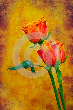 Bright and beautiful flaming red orange roses against abstract grunge background