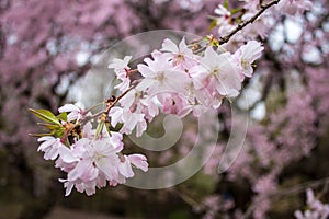 The bright and beautiful full bloom of Cherry Blossom in spring