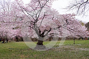 The bright and beautiful full bloom of Cherry Blossom in spring