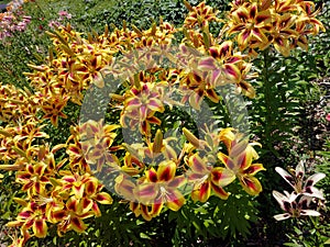 Bright beautiful garden lilies close-up