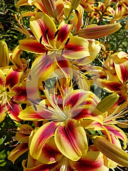 Bright beautiful garden lilies close-up