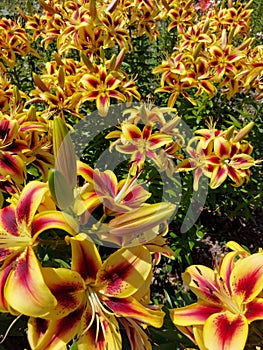 Bright beautiful garden lilies close-up