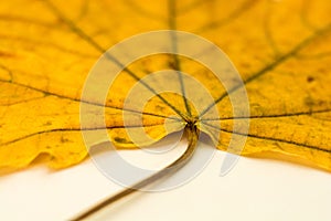 A large yellow leaf, shot close-up.