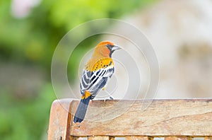 Bright & Beautiful Male Streak-backed Oriole Icterus pustulatus Perched on a Chair