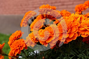 Bright beautiful orange marigold flower in flower pot close up view outdoor