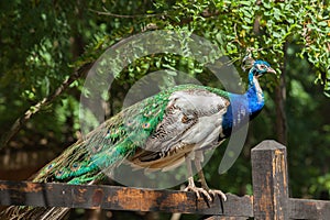 Bright beautiful peacock sitting on a tree