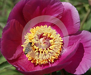 A bright beautiful peony attracted not only my attention