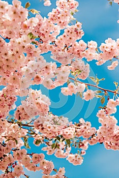 Bright and beautiful pink cherry blossom sakura and blue sky.