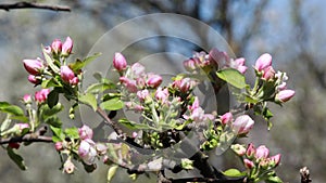 Bright beautiful pink flower branch with sun and wind movement.