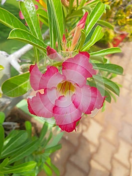 A bright beautiful pink flower in a landscaped garden in a resort in tamil Nadu india