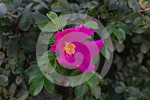 bright beautiful pink flower on a wild rose bush