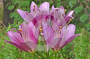 Bright beautiful pink lily on a background of green leaves in a flower garden