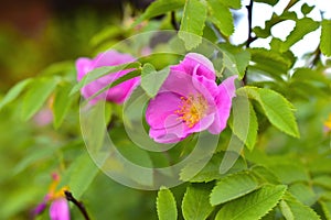 Bright beautiful pink rosehip and decorative rose flowers