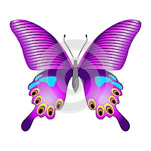 Bright beautiful purple butterfly. Vector illustration isolated.