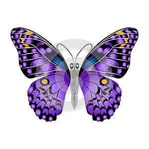 Bright beautiful purple butterfly. Vector illustration isolated.