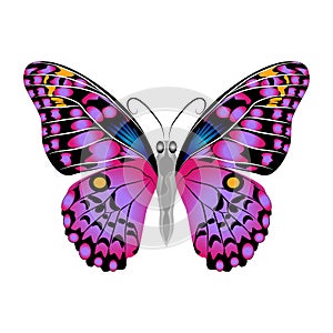 Bright beautiful purple butterfly. Vector illustration isolated.