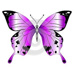 Bright beautiful purple butterfly. Vector illustration isolated.