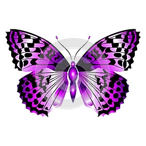 Bright beautiful purple butterfly. Vector illustration isolated.