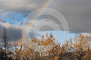 Bright, Beautiful Rainbow over the Trees