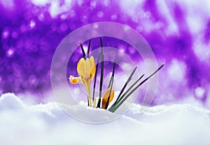 bright beautiful spring snowdrop flower Crocus making its way out from under the snow on festive purple background with shiny cir